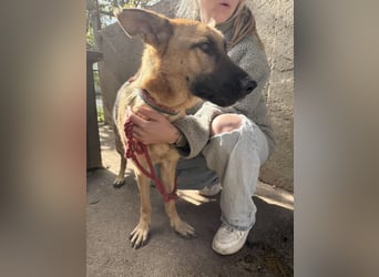 Missy - ist es anscheinend nicht wert geliebt zu werden???