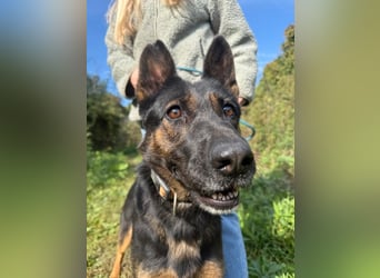 Boni Deutsche Schäferhund Fans aufgepasst !