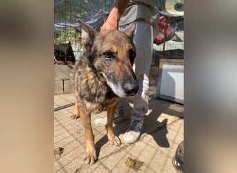 Hektor verdient einen Gnadenplatz