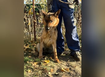 schöne Vanilla sucht ihr Zuhause