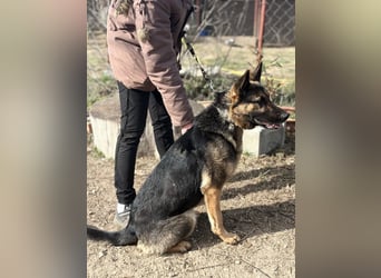 SZEBRA eine treue Seele sucht dich