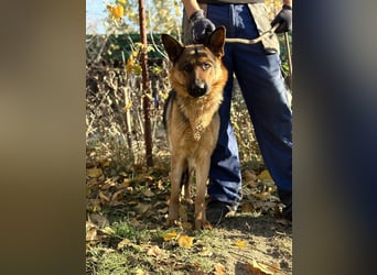 schöne Vanilla sucht ihr Zuhause