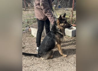 SZEBRA eine treue Seele sucht dich