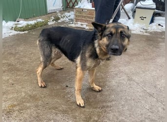 Szebra sucht ihr Happy End