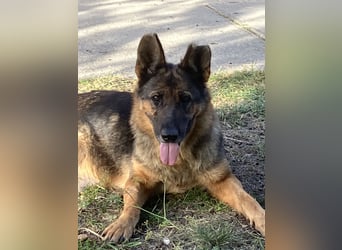 Tara- eine einsame treue Seele wartet auf dich