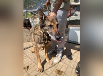 Hektor verdient einen Gnadenplatz
