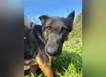 Boni Deutsche Schäferhund Fans aufgepasst !