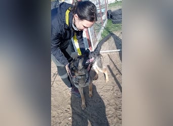 SZEBRA eine treue Seele sucht dich