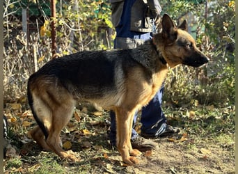 schöne Vanilla sucht ihr Zuhause