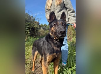 Boni Deutsche Schäferhund Fans aufgepasst !