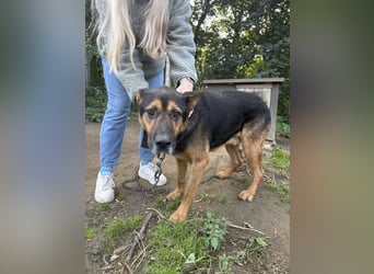 Rexi - ein ganz toller Kerl