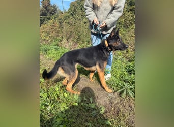 Boni Deutsche Schäferhund Fans aufgepasst !