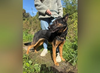 Boni Deutsche Schäferhund Fans aufgepasst !