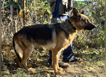 schöne Vanilla sucht ihr Zuhause