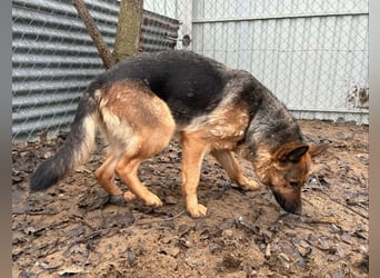 schöne Vanilla sucht ihr Zuhause