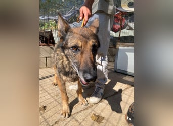 Hektor verdient einen Gnadenplatz