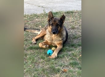 Tara-eine treue Seele sucht ihre Menschen