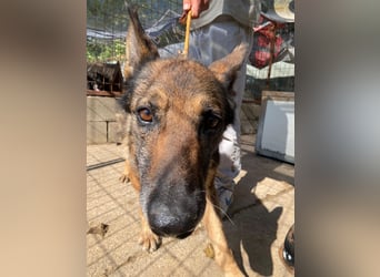 Hektor verdient einen Gnadenplatz