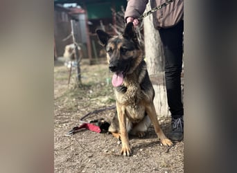 Endlich ankommen – das wünscht sich Szebra