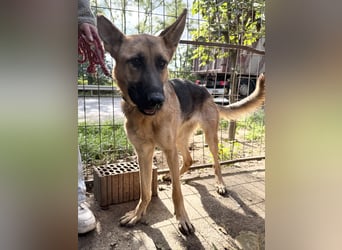 Missy- Schäferhundfreunde aufgepasst