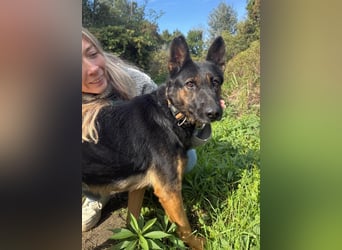 Boni Deutsche Schäferhund Fans aufgepasst !