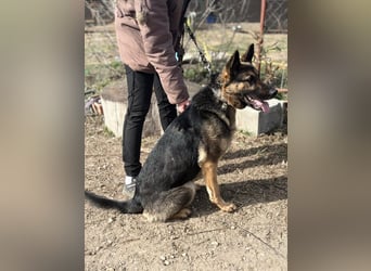 SZEBRA eine treue Seele sucht dich