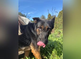 Boni Deutsche Schäferhund Fans aufgepasst !