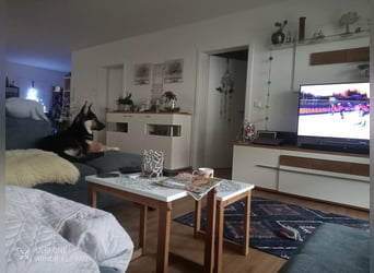 Deutscher Schaefer x Sibirian Husky Herzensgut Lebenslustig Kerngesund Vertraeglich