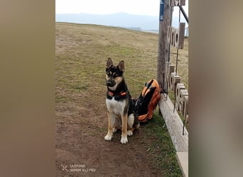 Deutscher Schaefer x Sibirian Husky Herzensgut Lebenslustig Kerngesund Vertraeglich