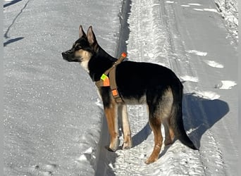 Deutscher Schaefer x Sibirian Husky Herzensgut Lebenslustig Kerngesund Vertraeglich