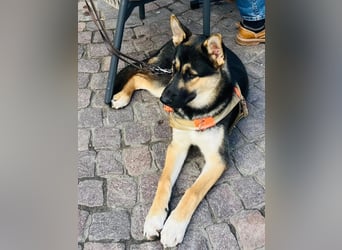 Deutscher Schaefer x Sibirian Husky Herzensgut Lebenslustig Kerngesund Vertraeglich