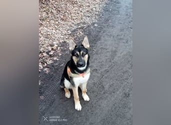 Deutscher Schaefer x Sibirian Husky Herzensgut Lebenslustig Kerngesund Vertraeglich
