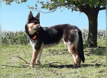 Deutscher Schaefer x Sibirian Husky Herzensgut Lebenslustig Kerngesund Vertraeglich