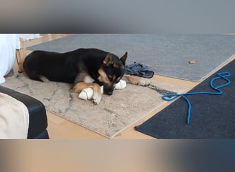 Deutscher Schaefer x Sibirian Husky Herzensgut Lebenslustig Kerngesund Vertraeglich