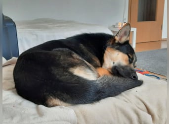Deutscher Schaefer x Sibirian Husky Herzensgut Lebenslustig Kerngesund Vertraeglich