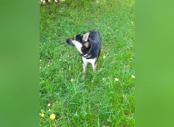 Deutscher Schaefer x Sibirian Husky Herzensgut Lebenslustig Kerngesund Vertraeglich