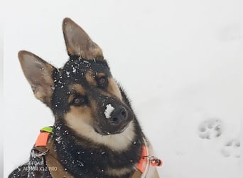 Deutscher Schaefer x Sibirian Husky Herzensgut Lebenslustig Kerngesund Vertraeglich