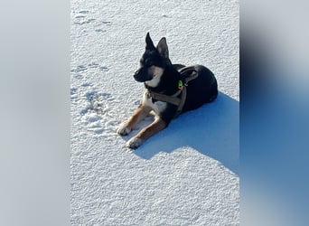 Deutscher Schaefer x Sibirian Husky Herzensgut Lebenslustig Kerngesund Vertraeglich