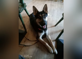 Deutscher Schaefer x Sibirian Husky Herzensgut Lebenslustig Kerngesund Vertraeglich