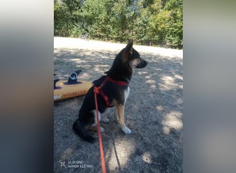 Deutscher Schaefer x Sibirian Husky Herzensgut Lebenslustig Kerngesund Vertraeglich