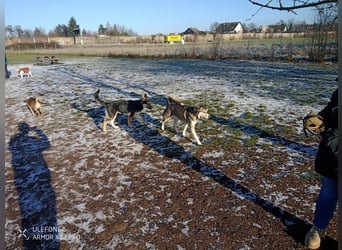 Deutscher Schaefer x Sibirian Husky Herzensgut Lebenslustig Kerngesund Vertraeglich