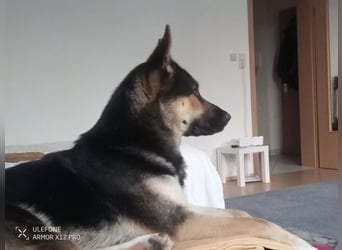 Deutscher Schaefer x Sibirian Husky Herzensgut Lebenslustig Kerngesund Vertraeglich