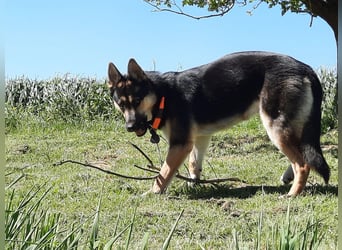 Deutscher Schaefer x Sibirian Husky Herzensgut Lebenslustig Kerngesund Vertraeglich