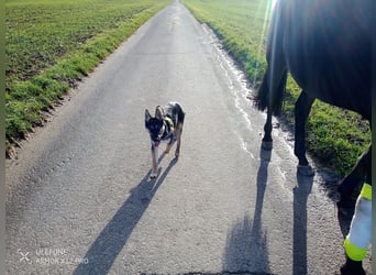 Deutscher Schaefer x Sibirian Husky Herzensgut Lebenslustig Kerngesund Vertraeglich