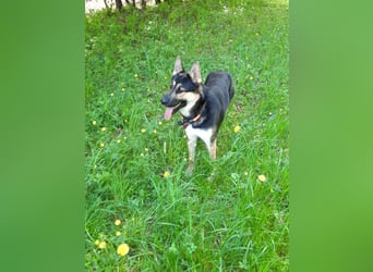 Deutscher Schaefer x Sibirian Husky Herzensgut Lebenslustig Kerngesund Vertraeglich