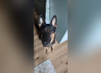 Fine - Hübsche Schäfer-Mix-Hündin sucht aktives Zuhause! -  auf PS in 04205 Leipzig