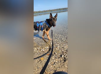 Fine - Hübsche Schäfer-Mix-Hündin sucht aktives Zuhause! -  auf PS in 04205 Leipzig