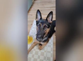 Fine - Hübsche Schäfer-Mix-Hündin sucht aktives Zuhause! -  auf PS in 04205 Leipzig