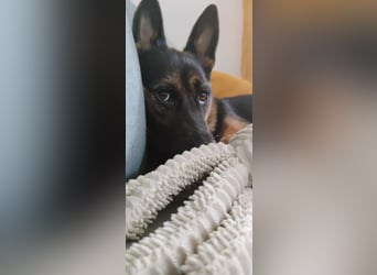 Fine - Hübsche Schäfer-Mix-Hündin sucht aktives Zuhause! -  auf PS in 04205 Leipzig