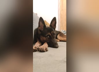 Fine - Hübsche Schäfer-Mix-Hündin sucht aktives Zuhause! -  auf PS in 04205 Leipzig